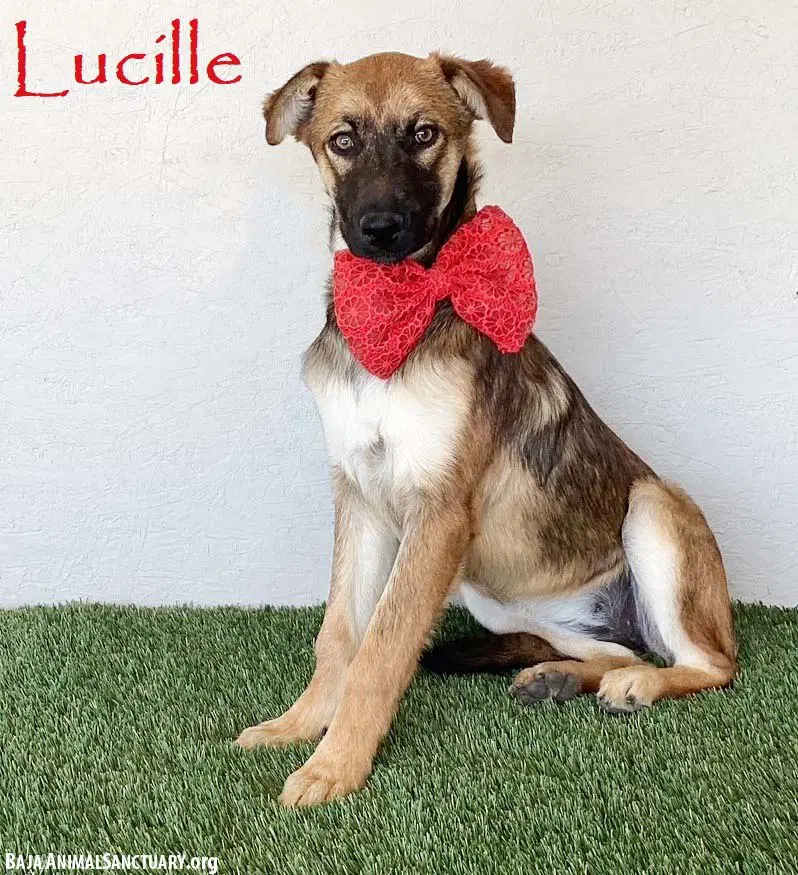Lucille - German Shepherd Dog