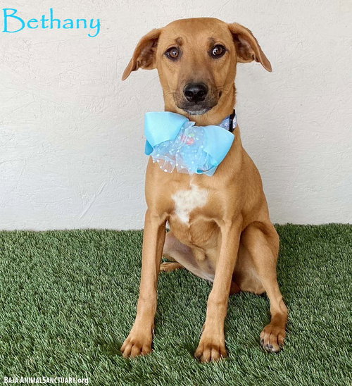 Bethany, an adoptable Black Mouth Cur in San Diego, CA