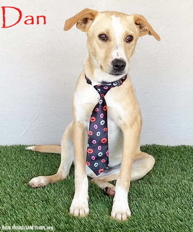 Dan - Labrador Retriever