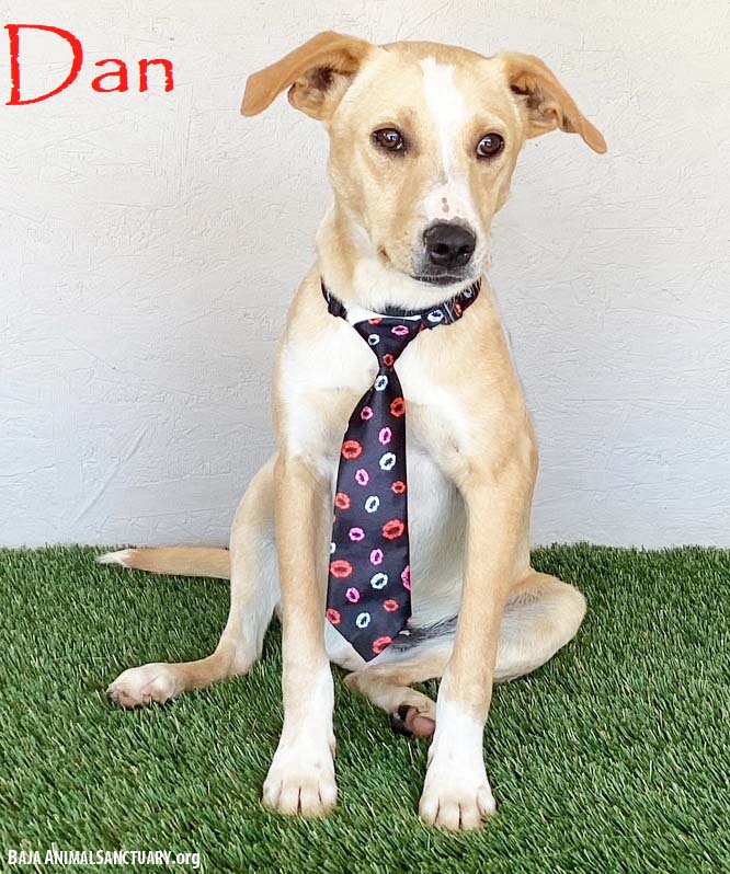 Dan