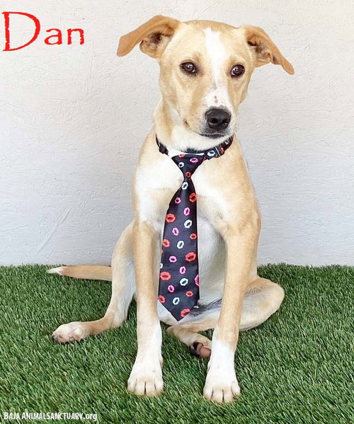 Dan, an adoptable Labrador Retriever in San Diego, CA