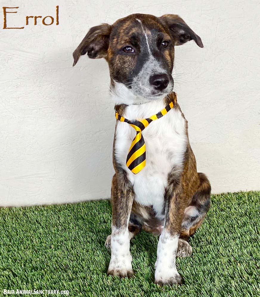 Errol Image