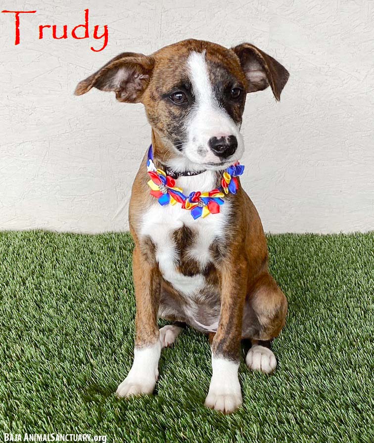 Trudy Image