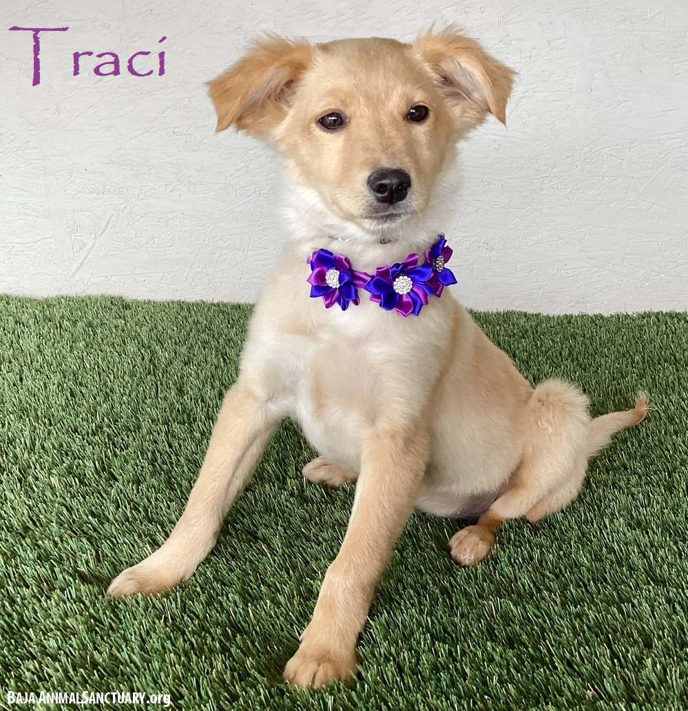 Traci Image
