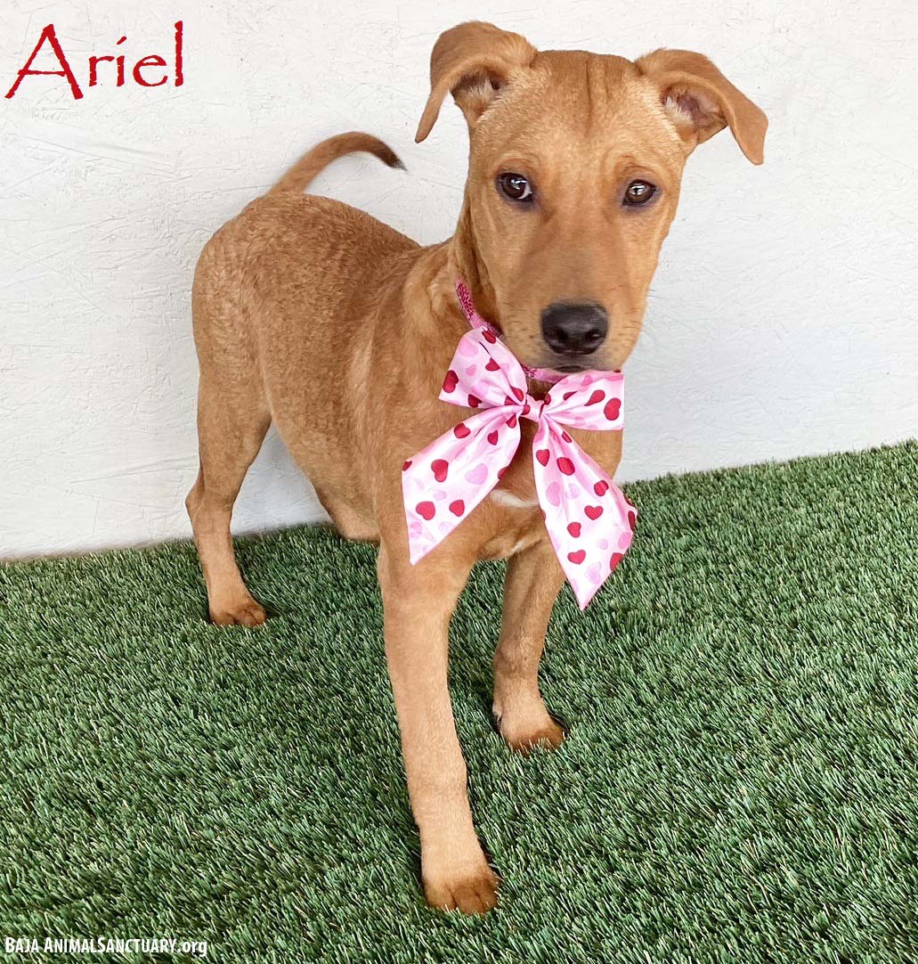 Ariel Image