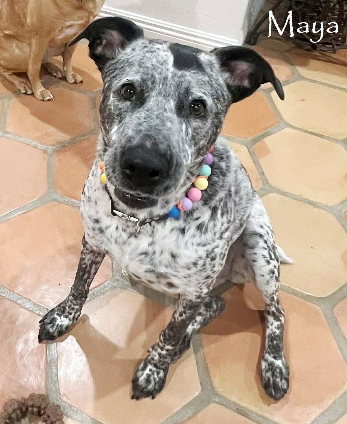 Pointer