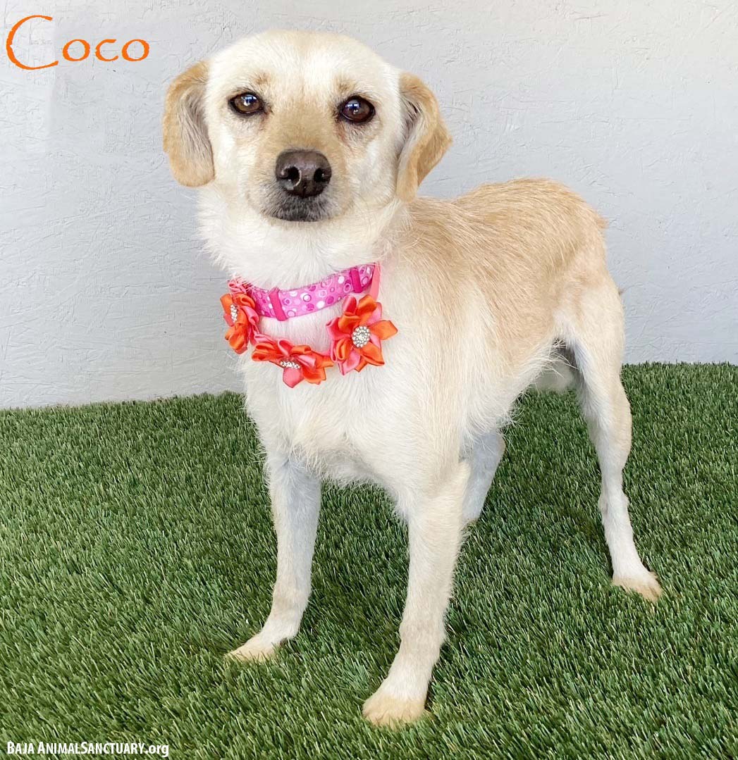 Coco Image
