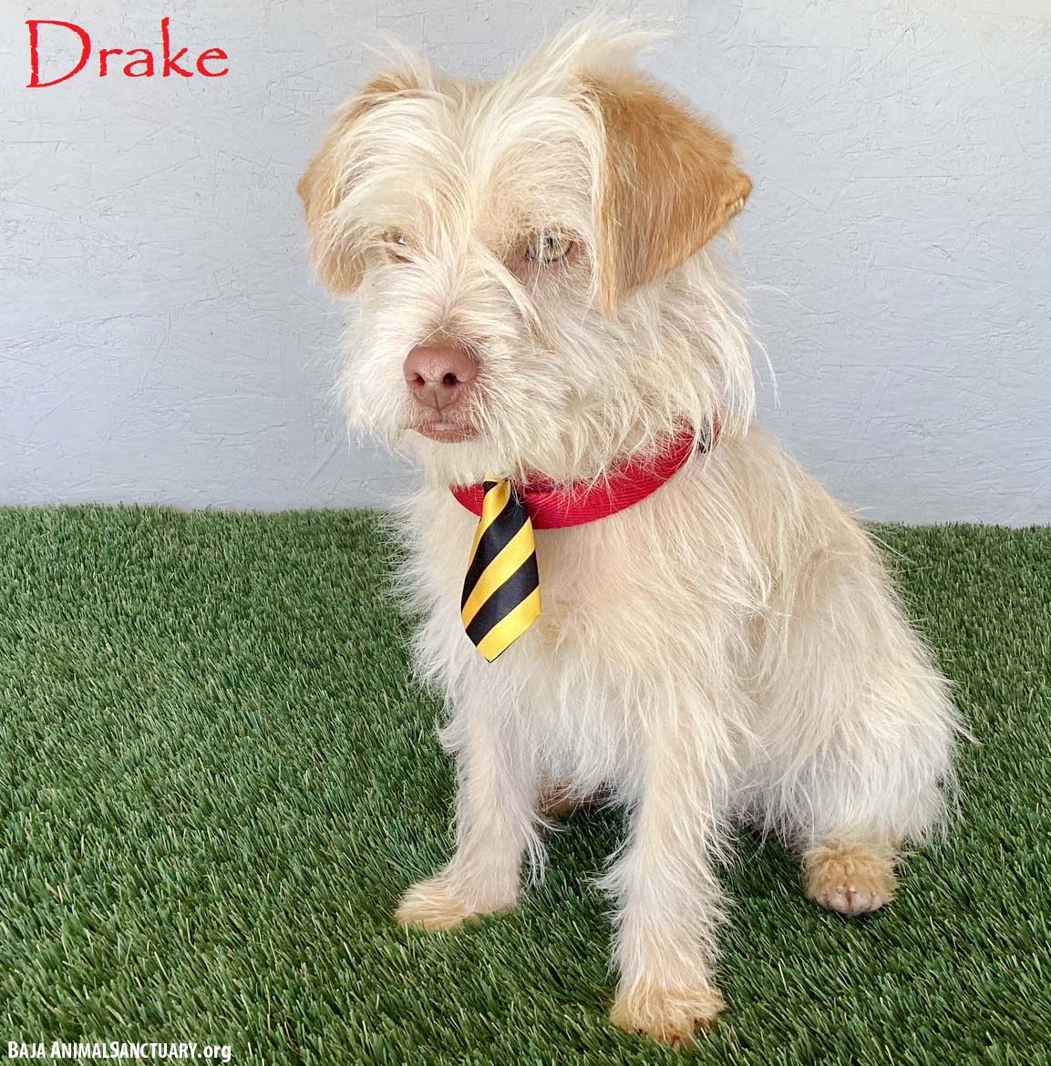 Drake Image