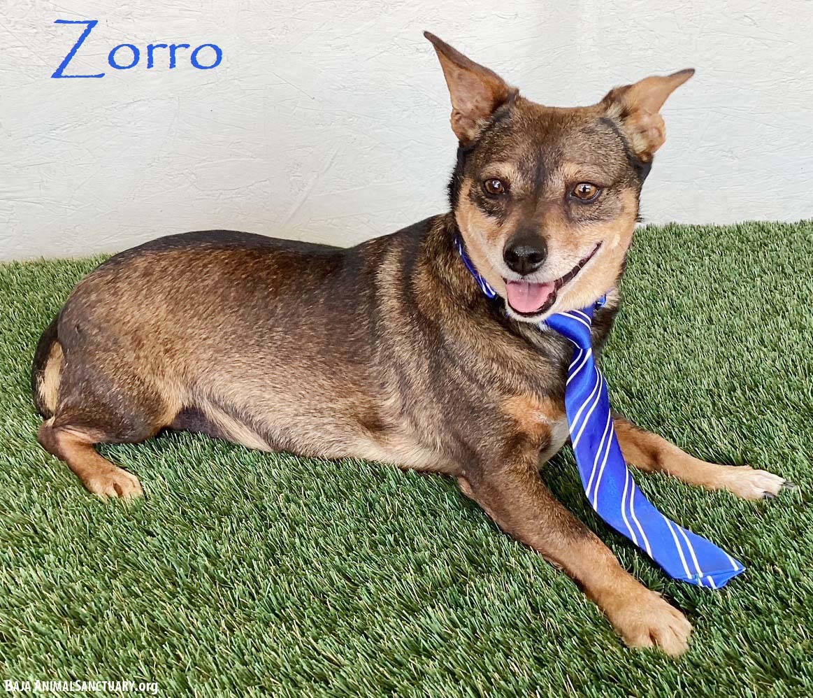 Zorro Image