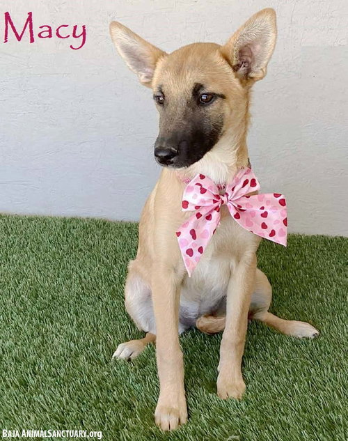Macy, an adoptable German Shepherd Dog in San Diego, CA