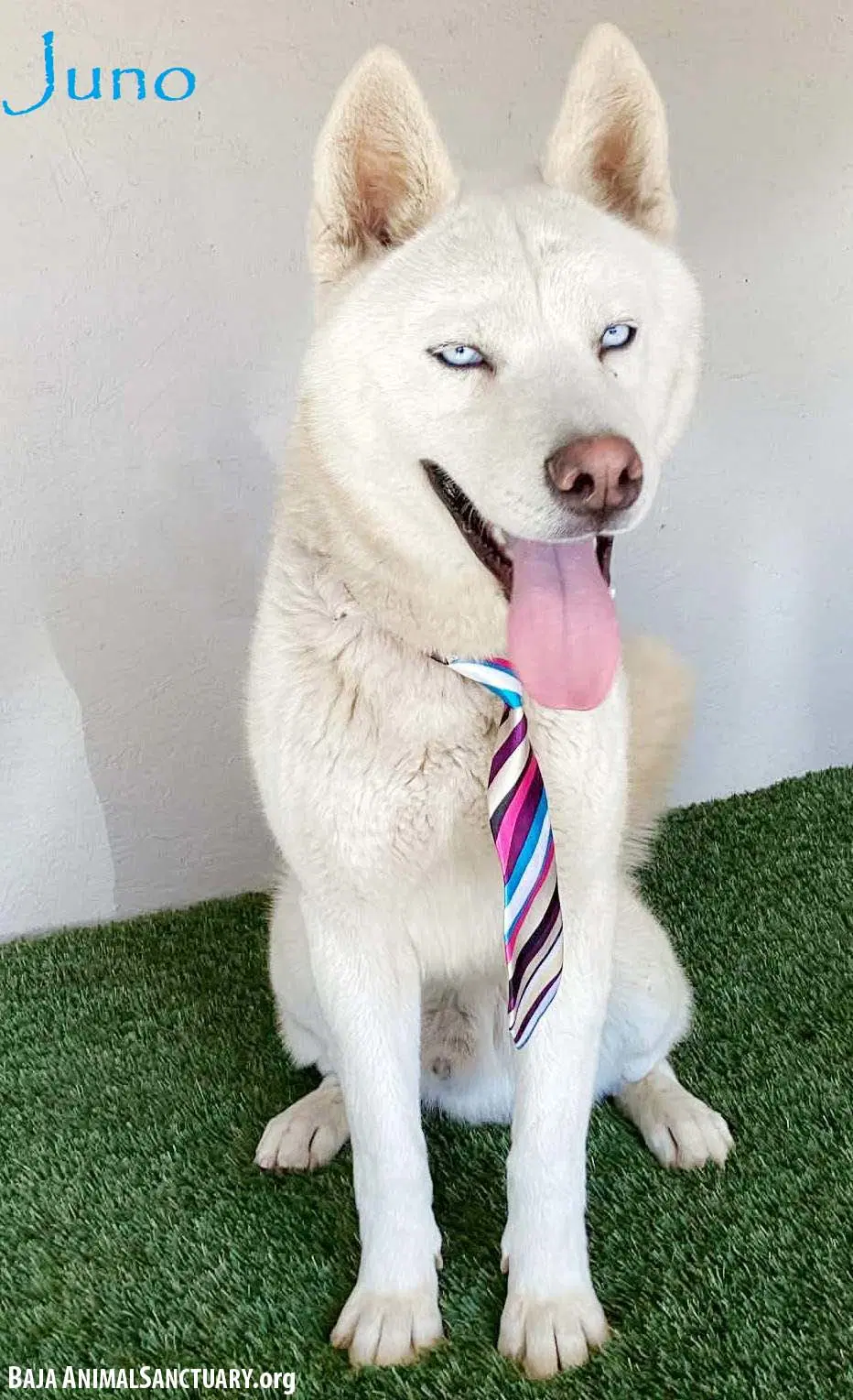 Juno - Husky