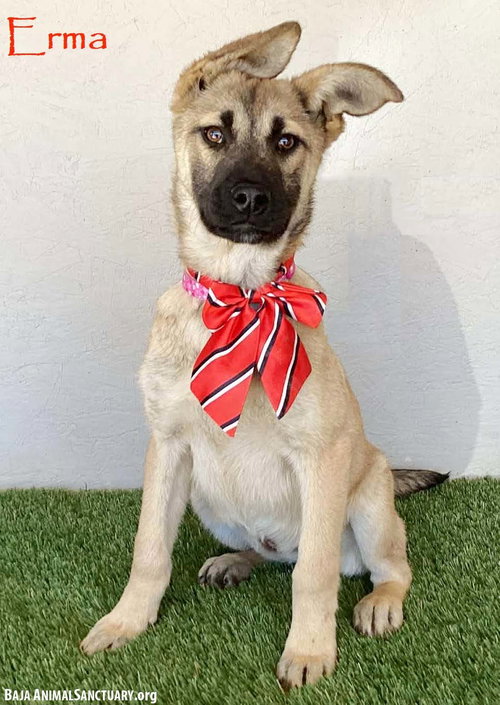 Erma, an adoptable German Shepherd Dog in San Diego, CA