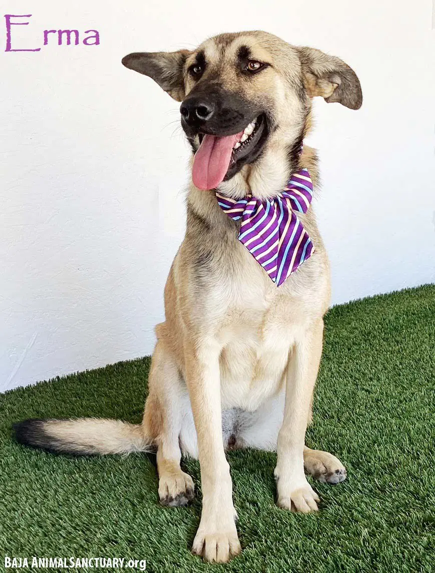 Erma - German Shepherd Dog