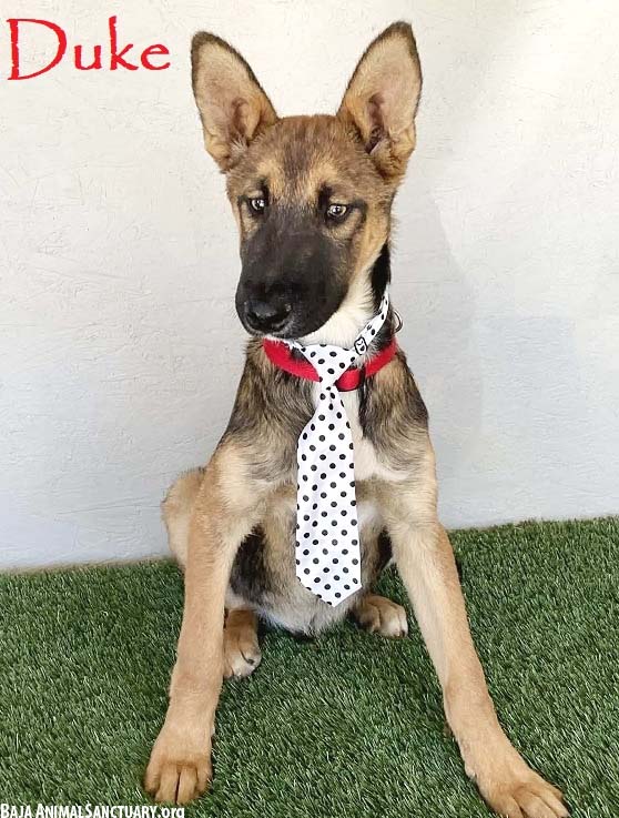 Duke Image