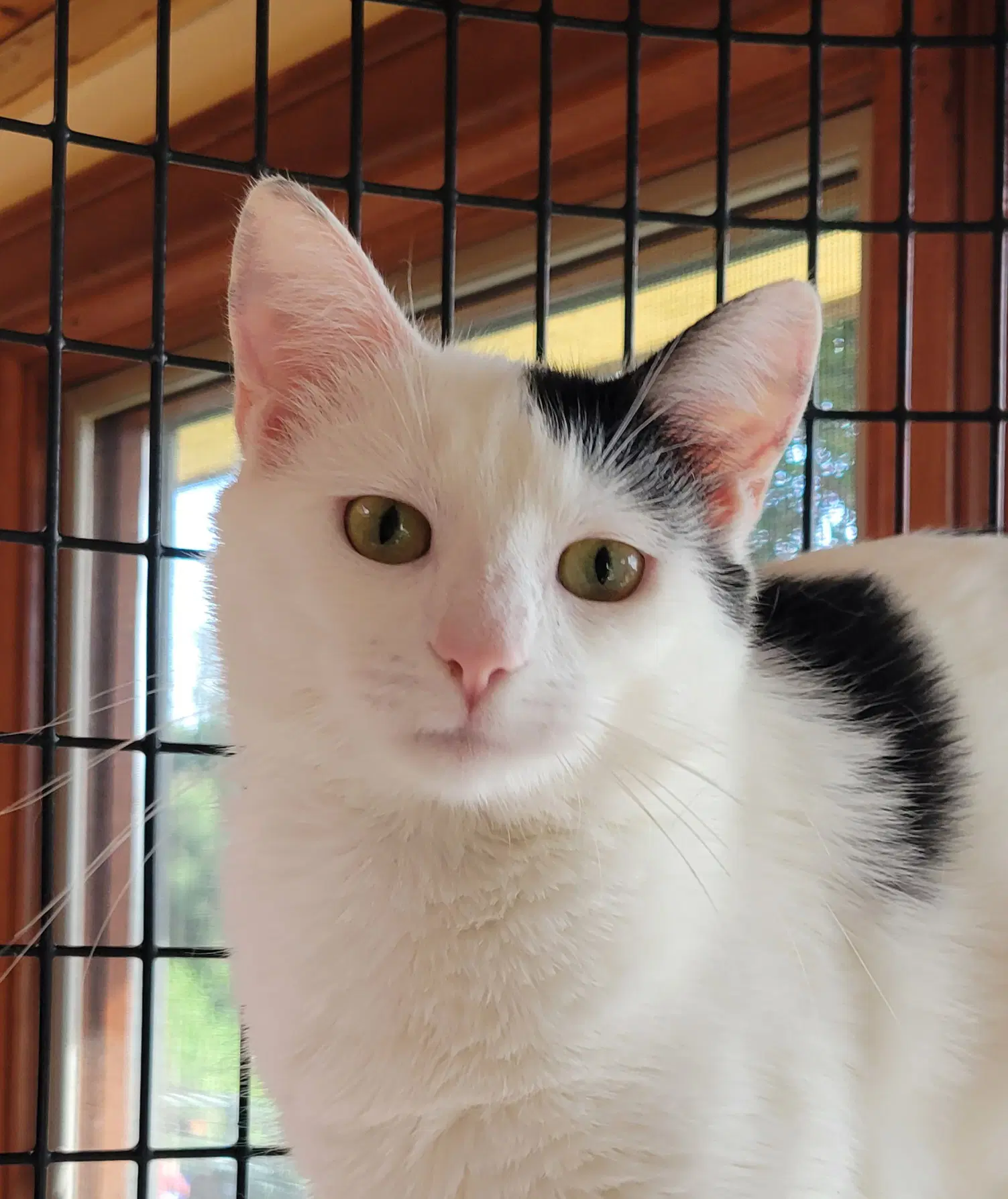 Dottie - Domestic Short Hair