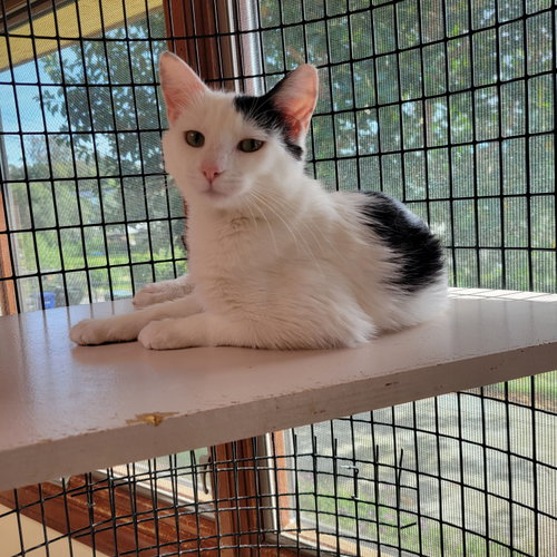 Photo 2 of Dottie