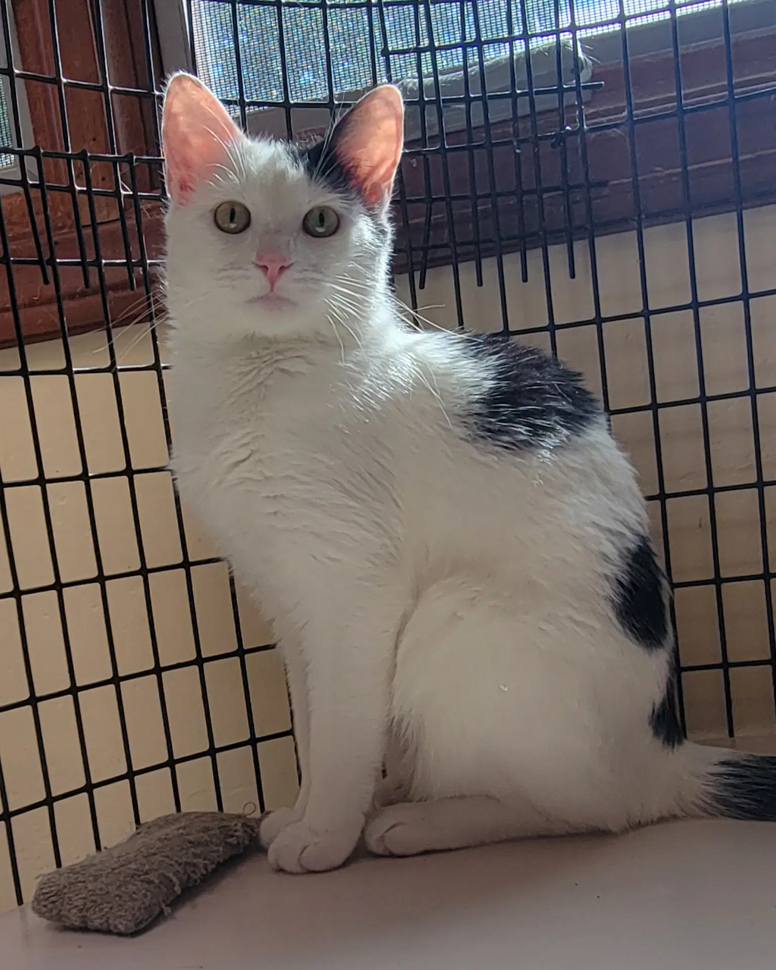 Dottie image 3