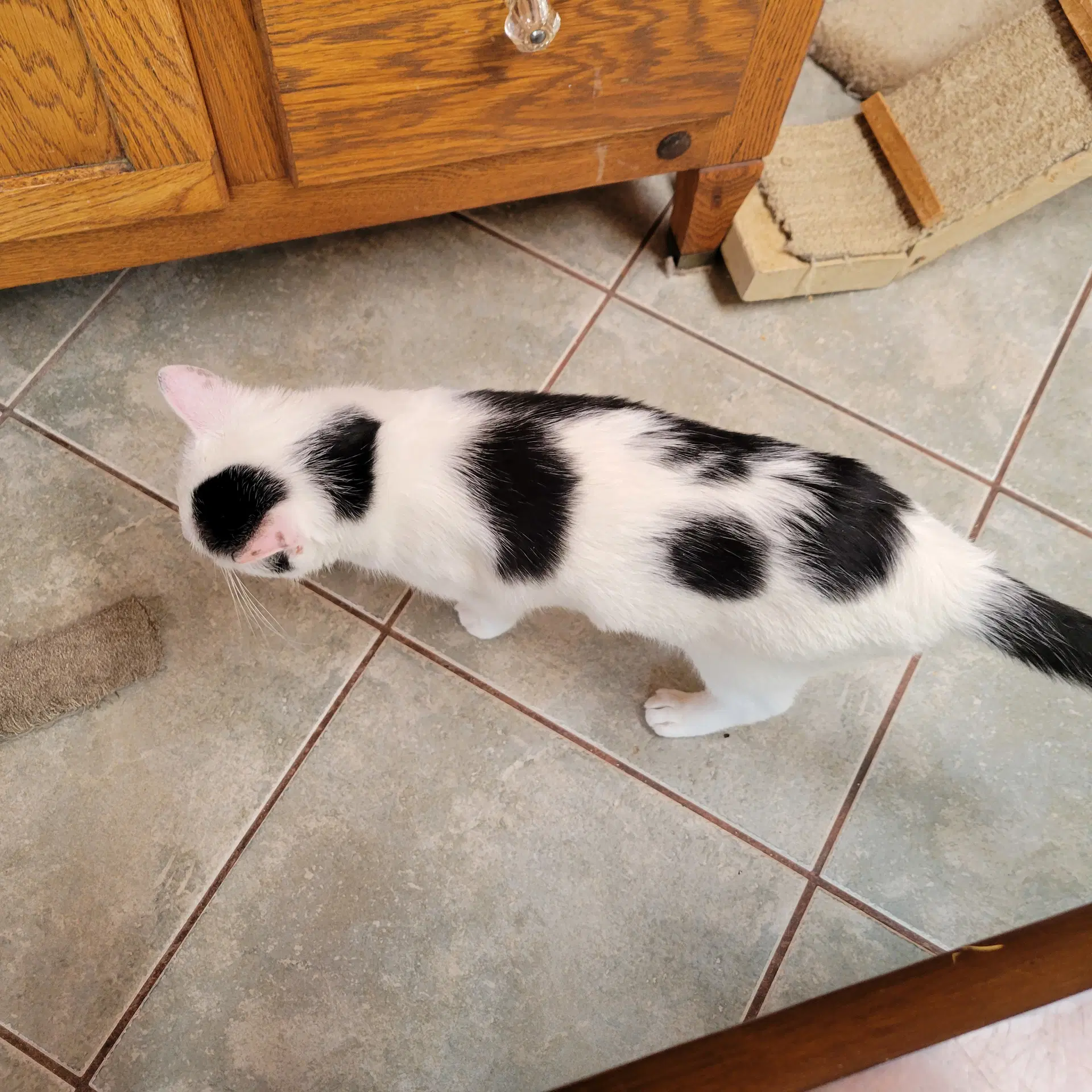 Dottie image 4