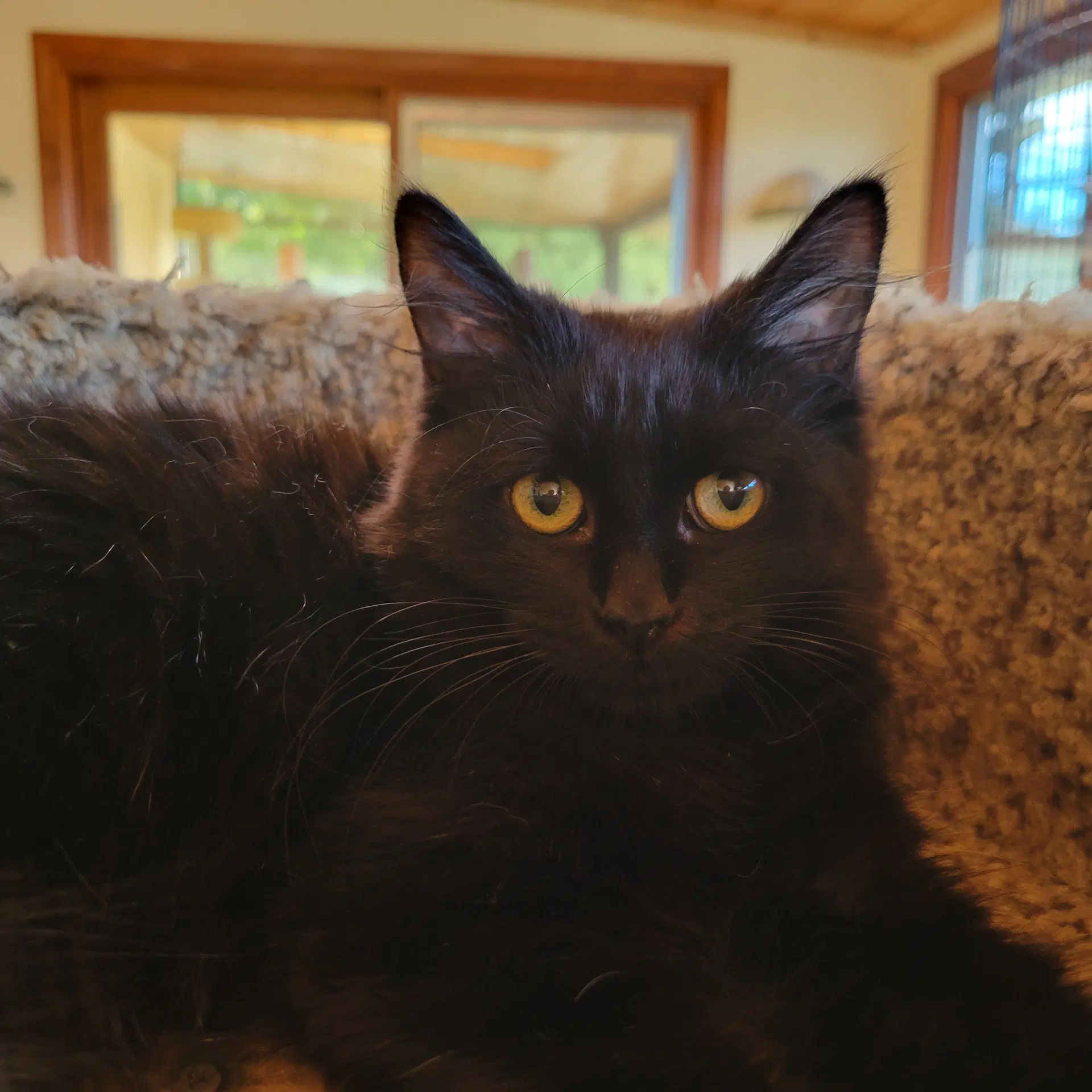 Kahlua - Domestic Medium Hair