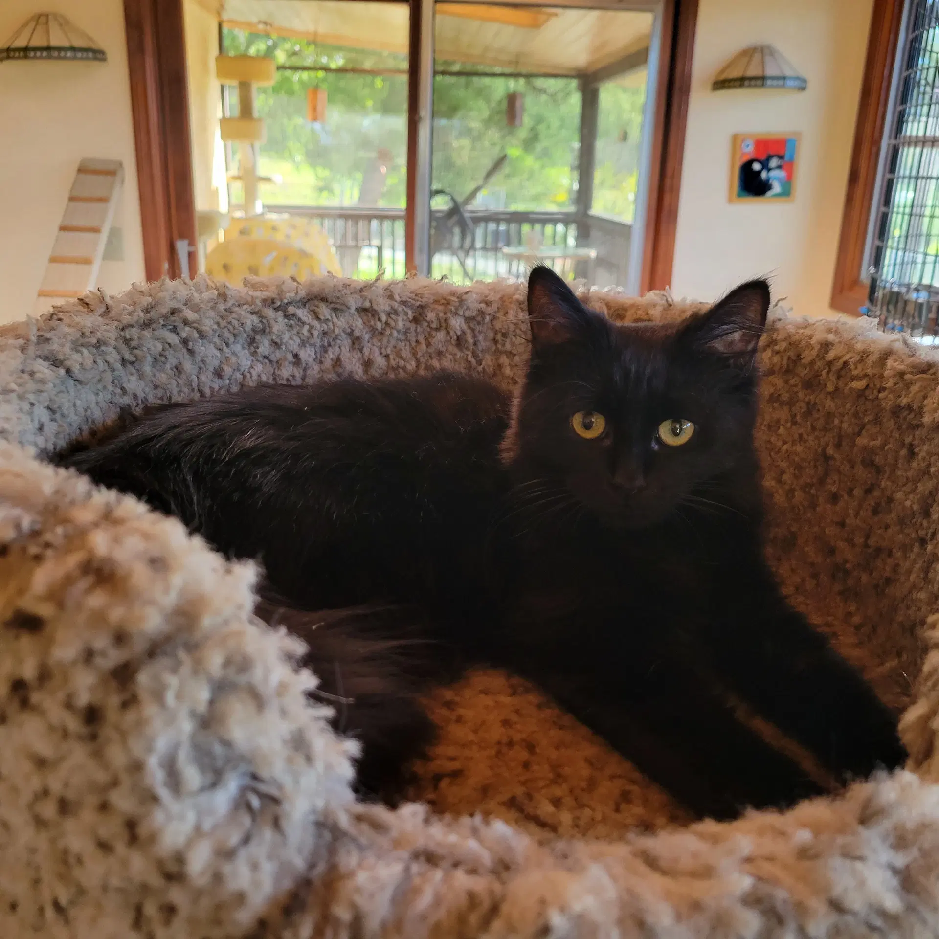 Kahlua image 2