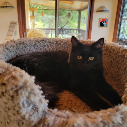 Photo 2 of Kahlua