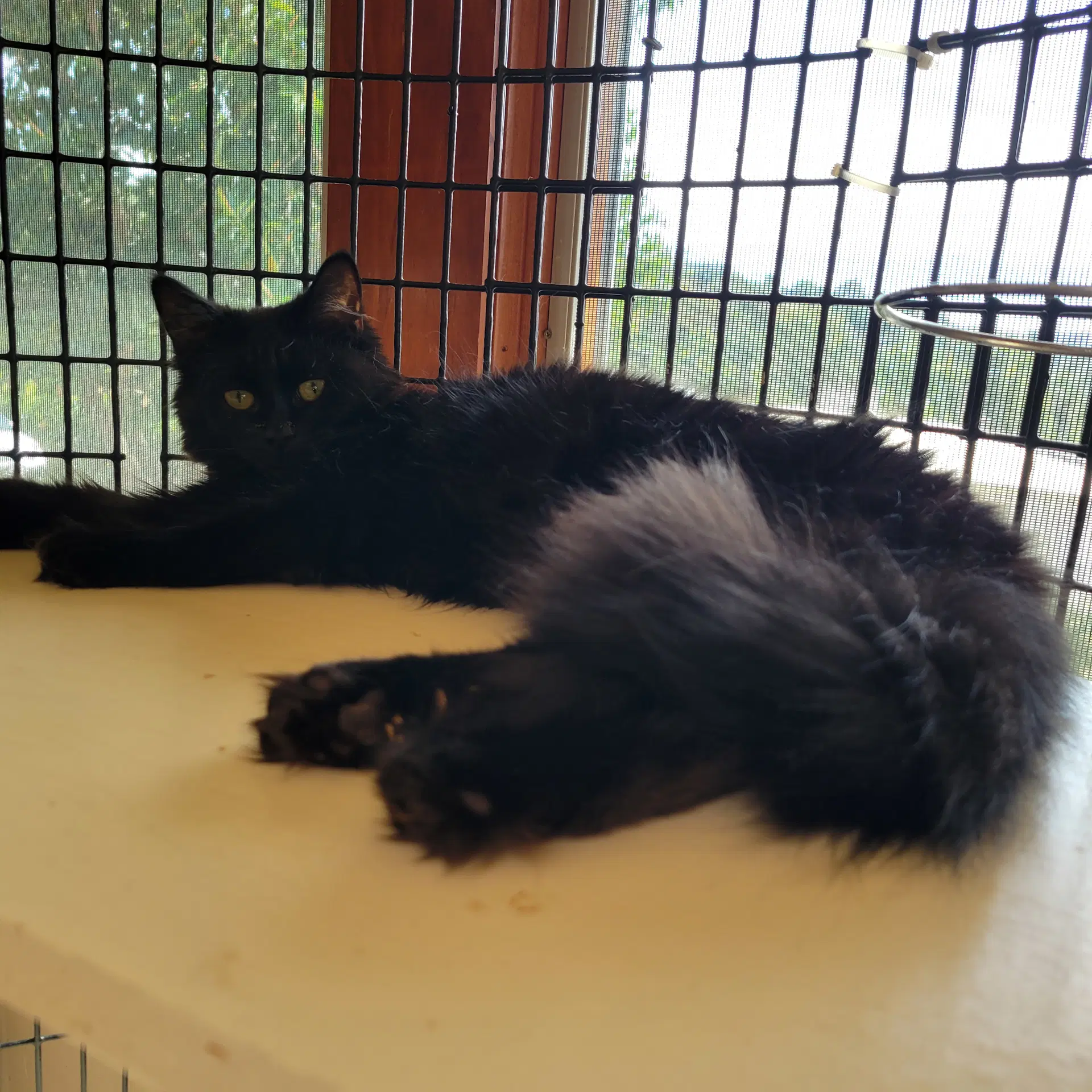 Kahlua image 3