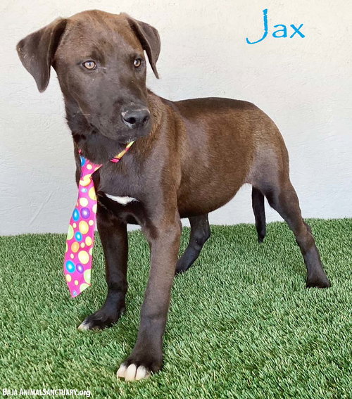 Jax, an adoptable Chocolate Labrador Retriever in San Diego, CA