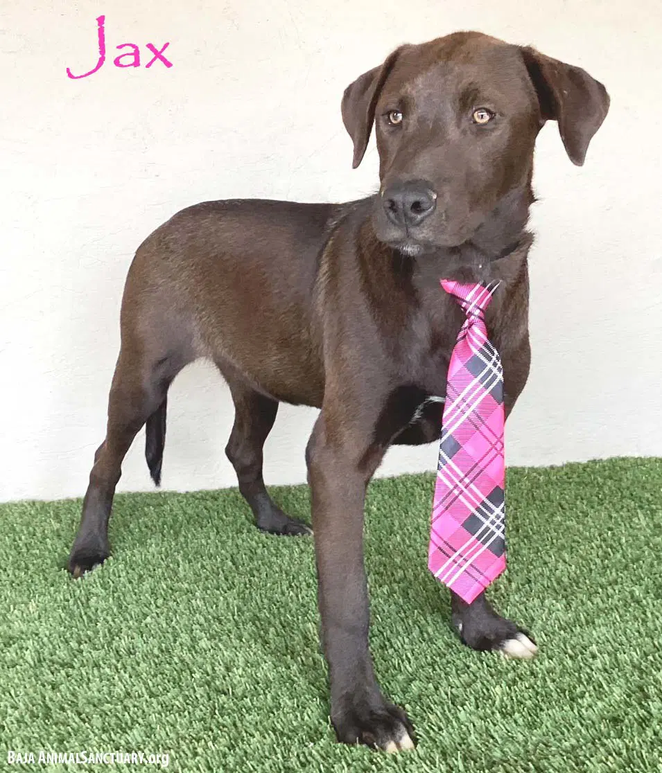 Jax - Chocolate Labrador Retriever