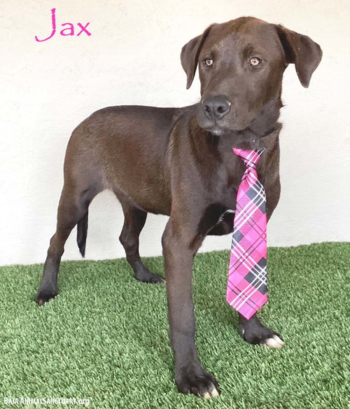 Jax