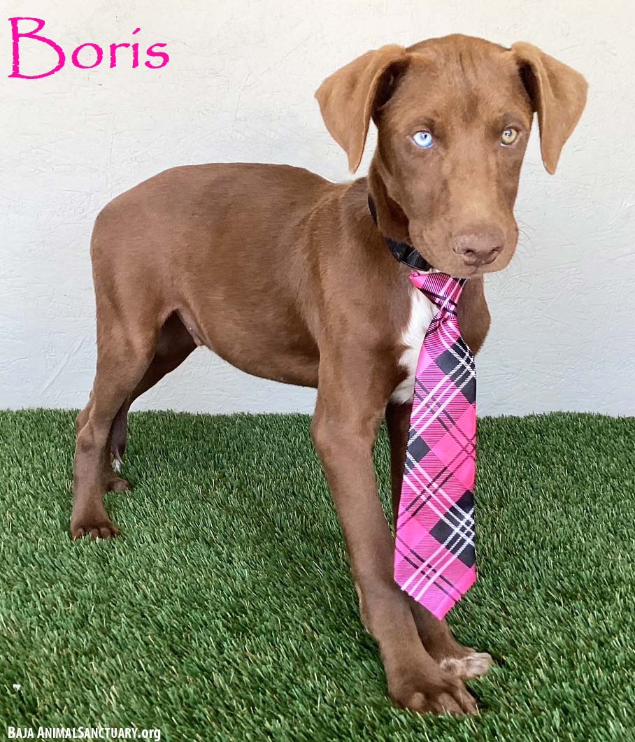 Boris Image