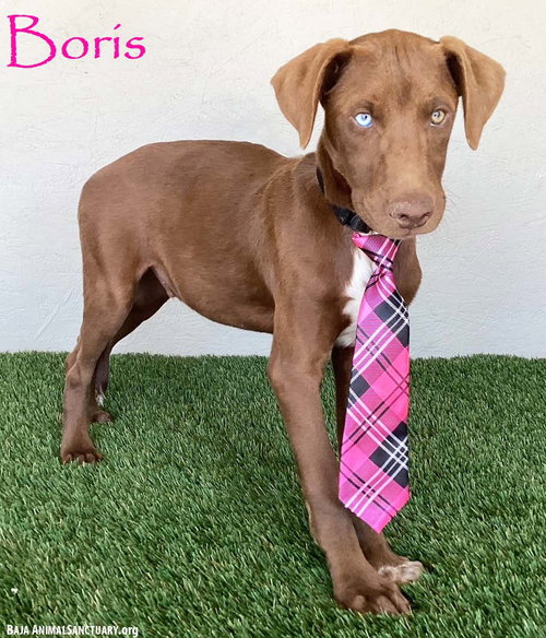 Boris, an adoptable Chocolate Labrador Retriever in San Diego, CA