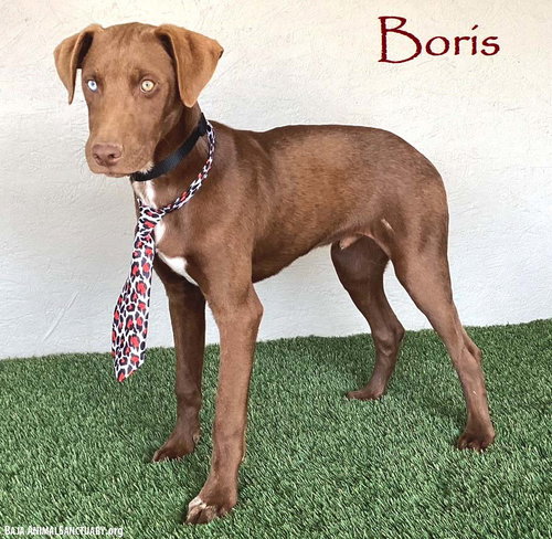 Boris