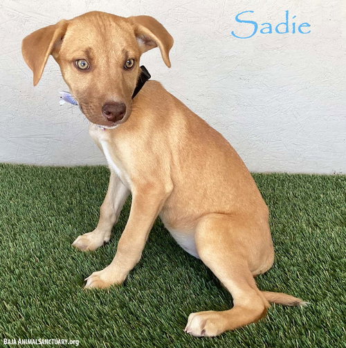 Sadie, an adoptable Yellow Labrador Retriever in San Diego, CA