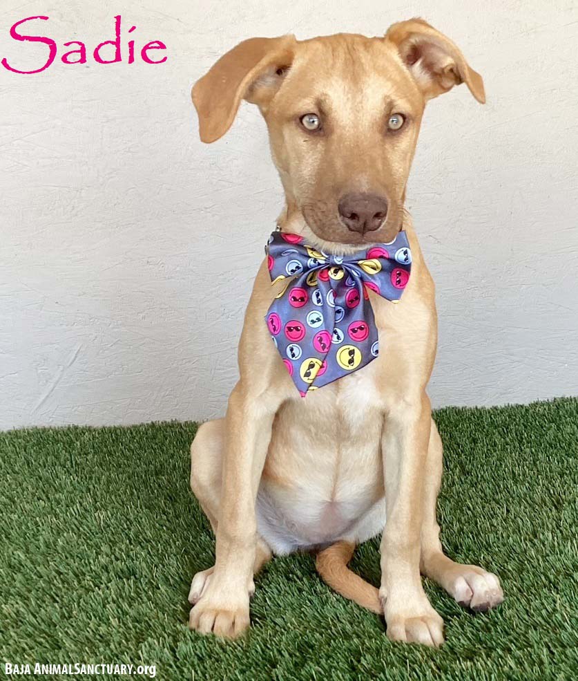 Sadie Image