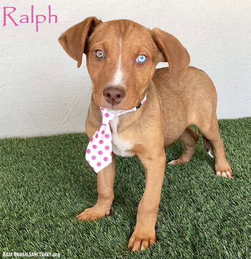 Ralph, an adoptable Yellow Labrador Retriever in San Diego, CA