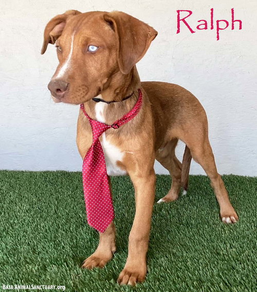 Ralph, an adoptable Yellow Labrador Retriever in San Diego, CA