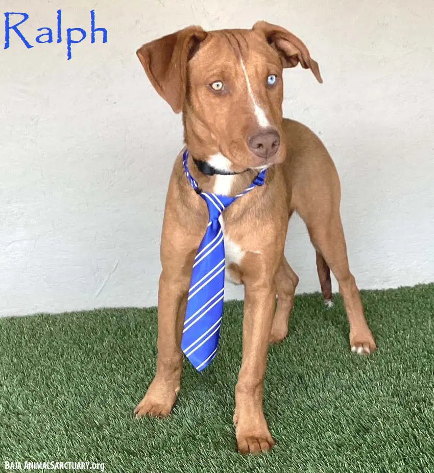 Ralph - Yellow Labrador Retriever
