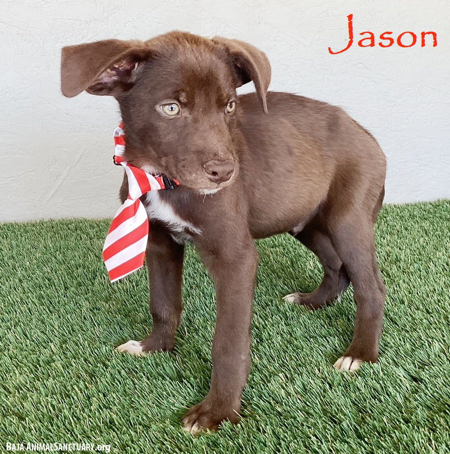 Labrador Retriever