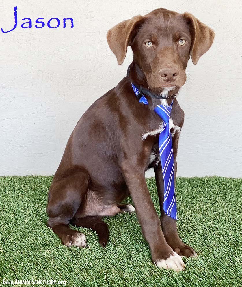Jason Image
