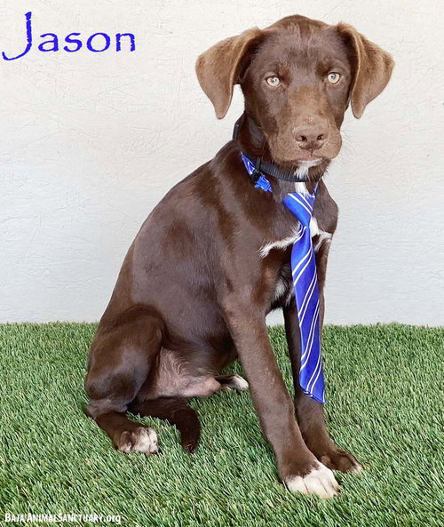 Jason, an adoptable Chocolate Labrador Retriever in San Diego, CA