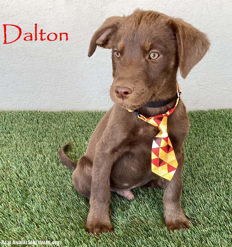 Dalton
