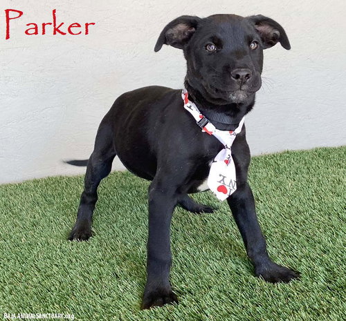 Parker, an adoptable Black Labrador Retriever in San Diego, CA