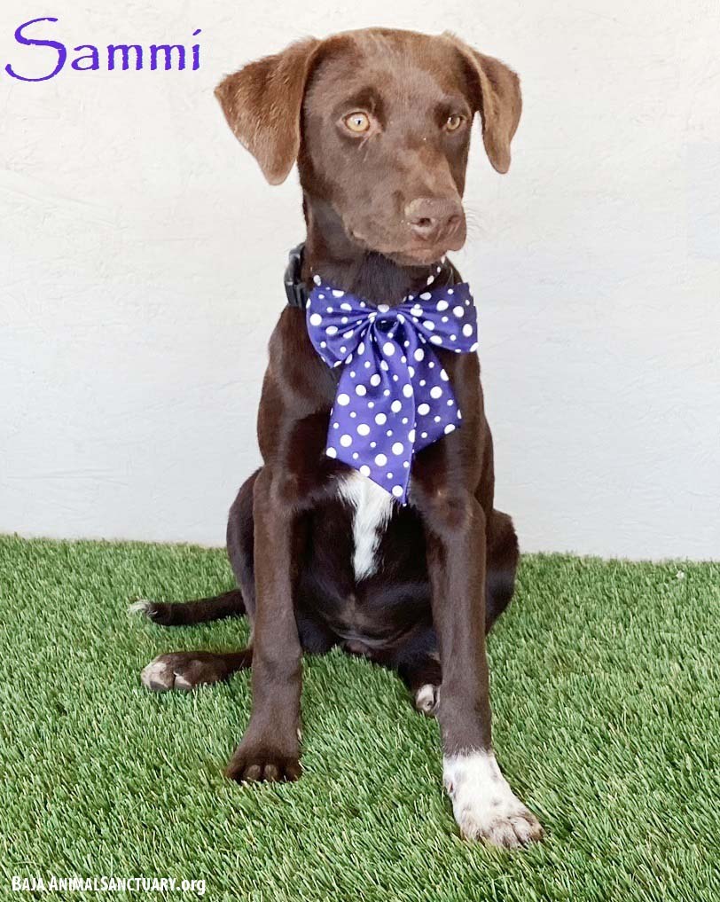 Sammi Image