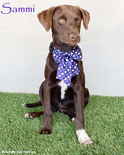 Sammi, an adoptable Chocolate Labrador Retriever in San Diego, CA