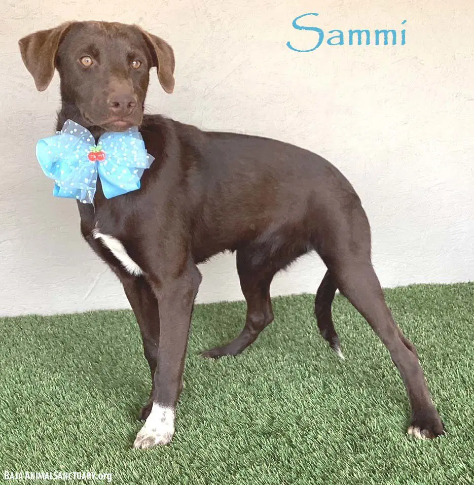 Sammi - Chocolate Labrador Retriever
