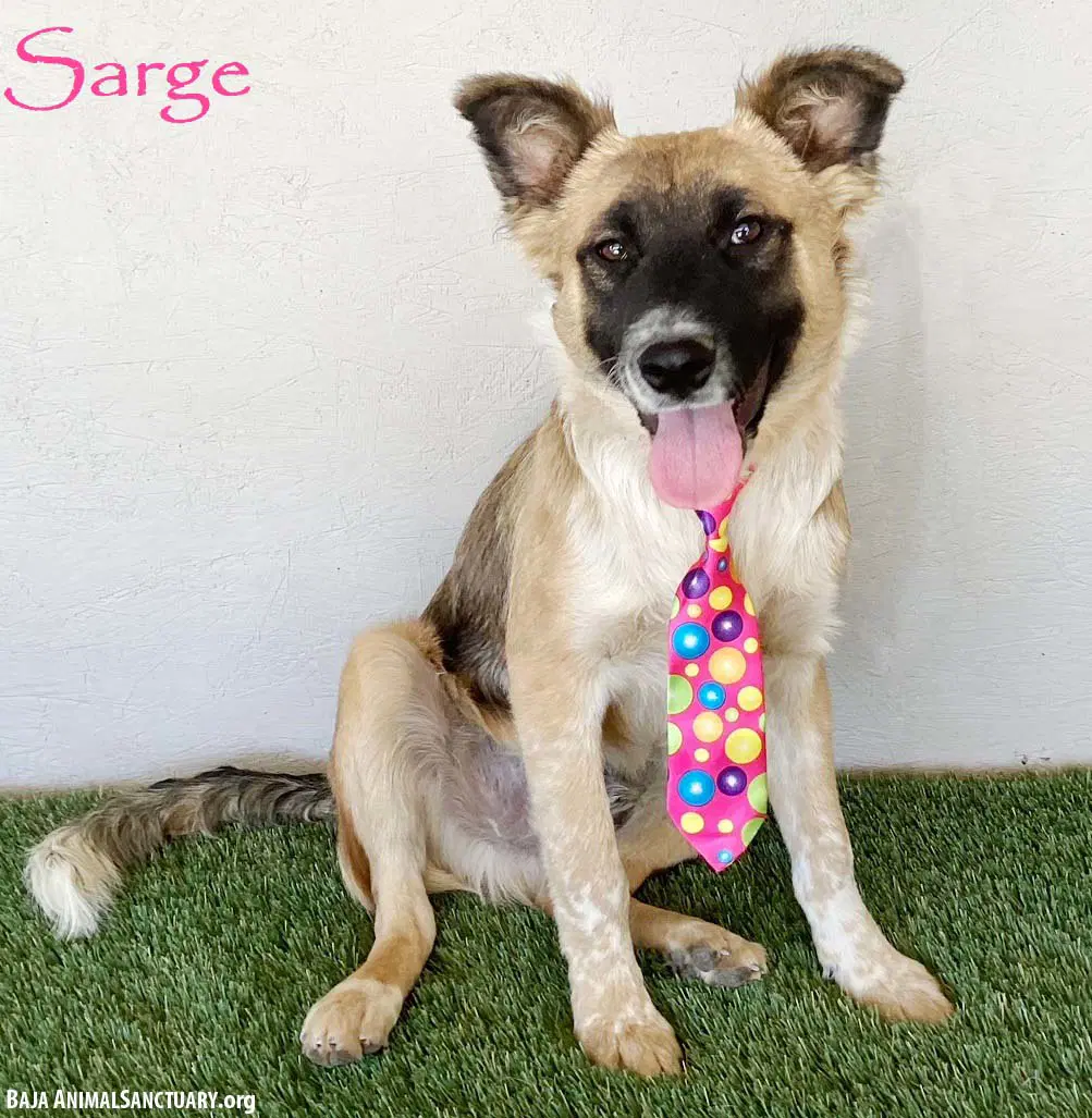 Sarge - German Shepherd Dog
