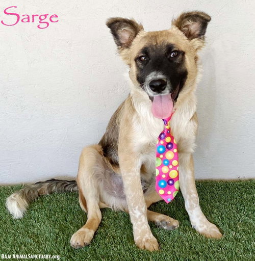 Sarge, an adoptable German Shepherd Dog in San Diego, CA