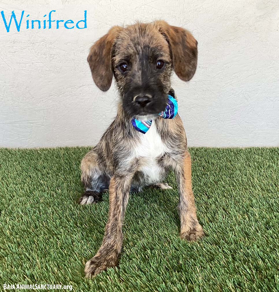 Winifred