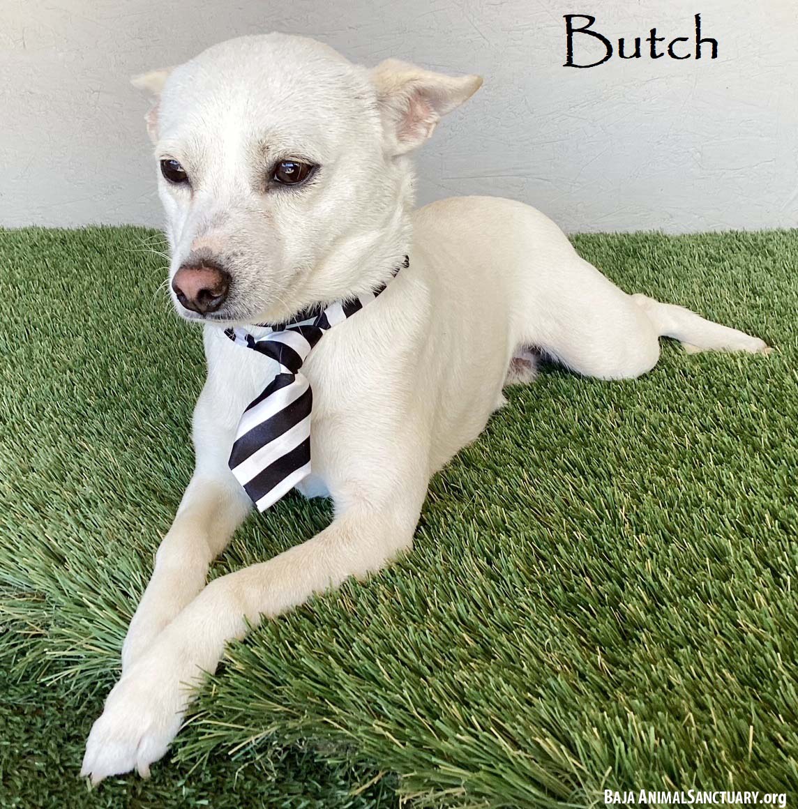 Chihuahua