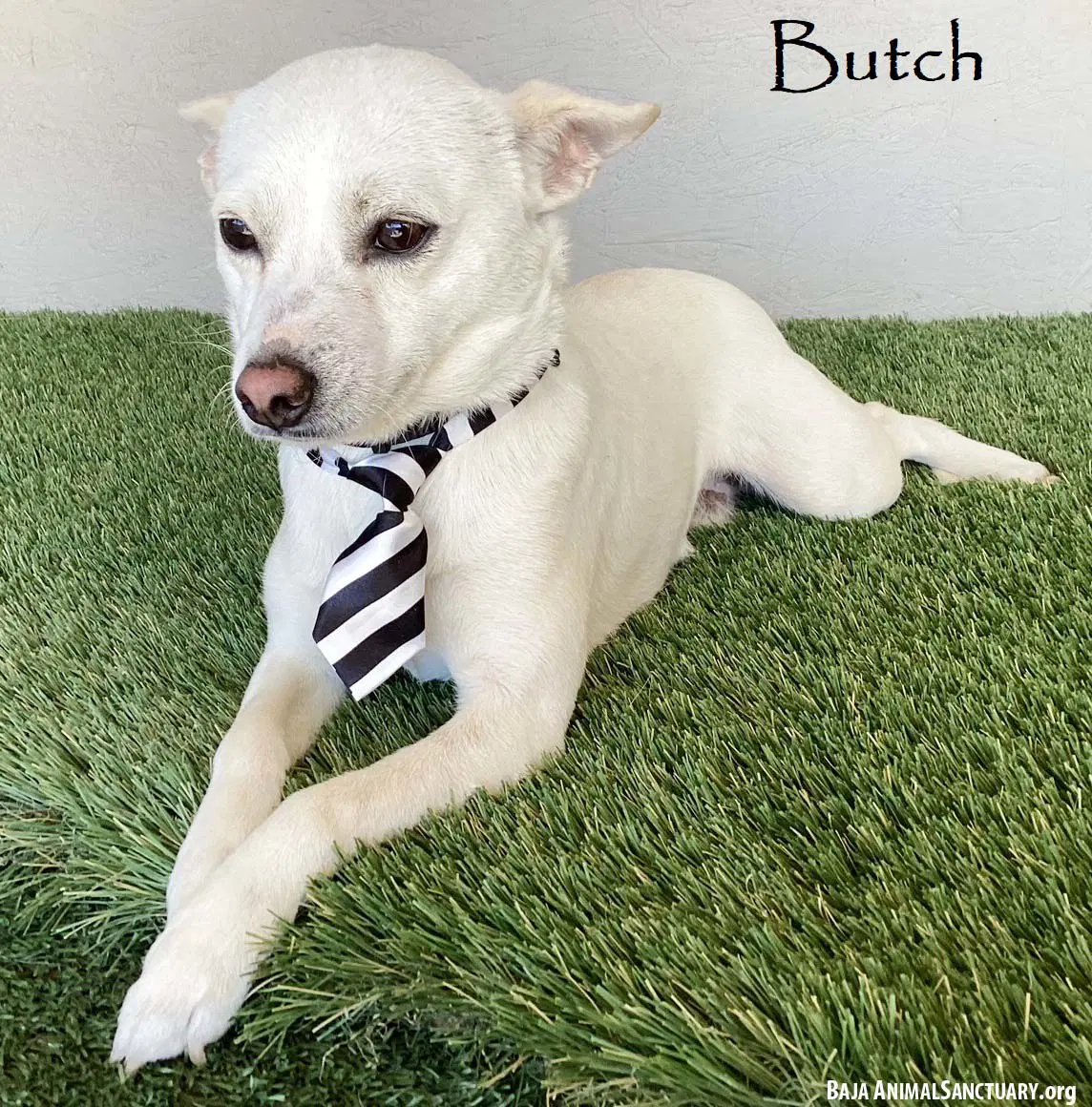 Butch - Chihuahua